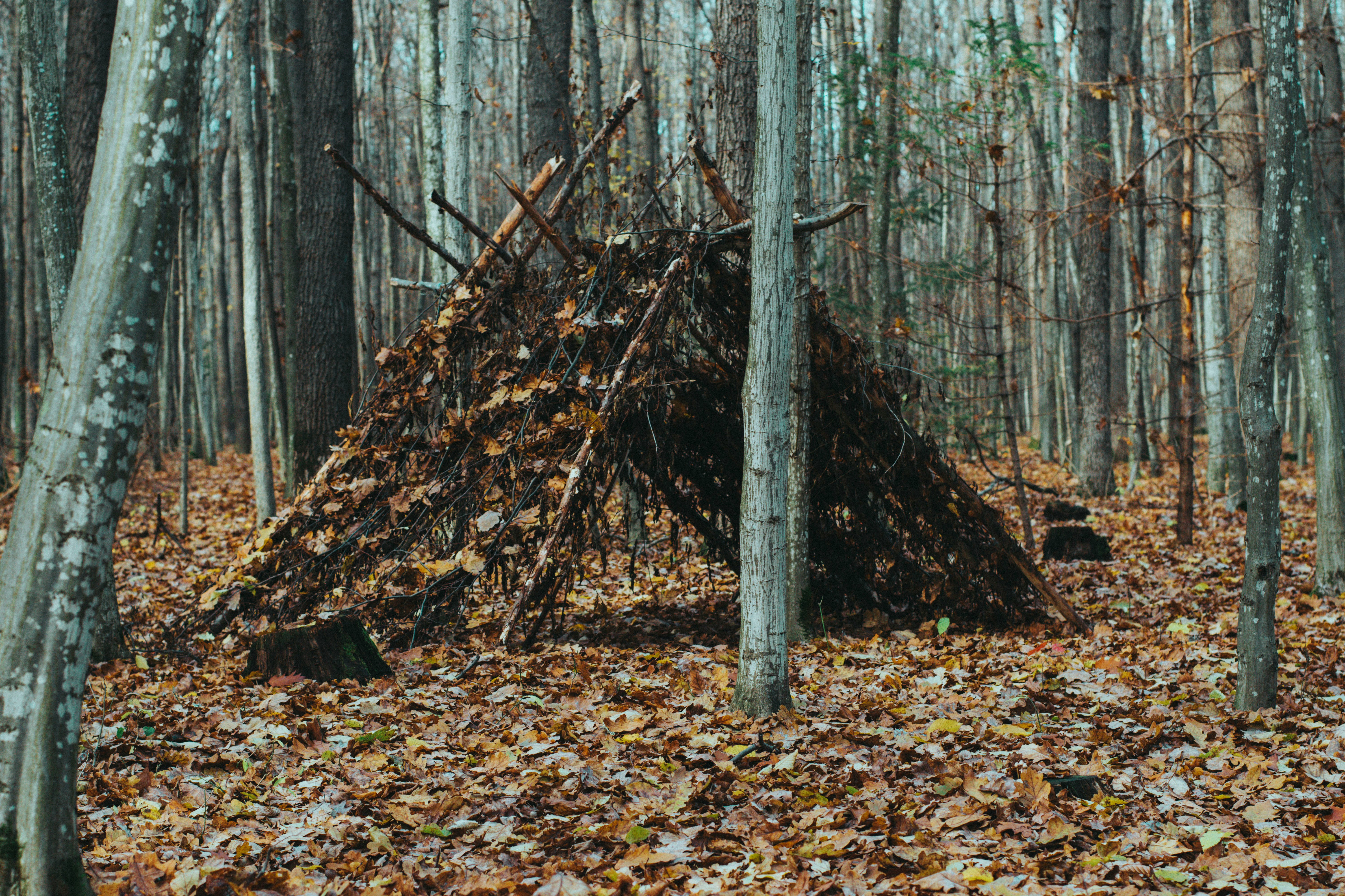 A makeshift A frame shelter constructed of branches and fallen leaves in a forest | outdoorsurvivors com